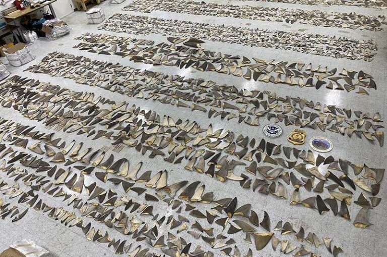 Crime Rings Plotted to Trade Cocaine for Syrian Weapons, Prosecutors Say – The New York Times
