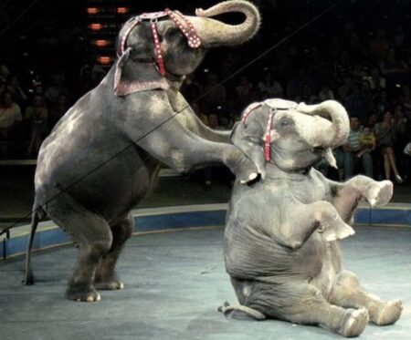Illinois and New York Pass First Statewide Bans on the Use of Elephants in Entertainment – Animal Legal Defense Fund