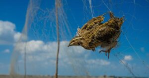 Office of Public Affairs | Two Men Sentenced in Largest-Ever Bird Mount Trafficking Case – Department of Justice (.gov)