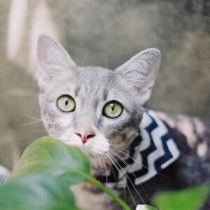 Secret Service traced swatting threats against officials. They found 300 servers capable of crippling New York’s cell system – CNN