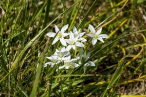 Justin Baldoni sues The New York Times for $250M over Blake Lively smear campaign story – Entertainment Weekly