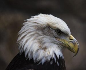 NL Contender Trying to Steal Cody Bellinger From Yankees – Sports Illustrated