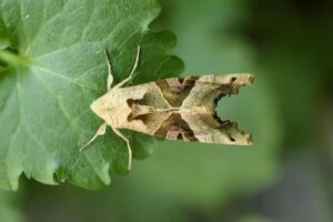 Former New York Jets center Nick Mangold through the years – List Wire