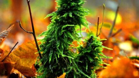 Tremors in Japan Prompt Treasury to Weigh Currency Intervention – The New York Times