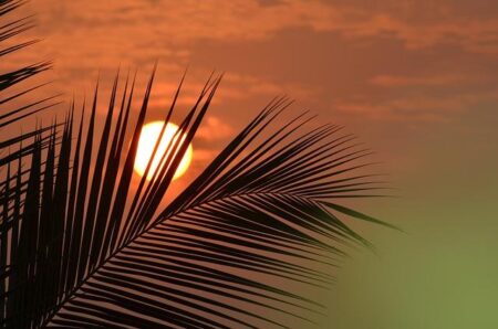 DHS Debunks New York Times False Reporting: DHS Does NOT Deport U.S. Citizens – Homeland Security (.gov)