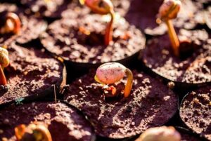 Investigations and a Billion-Dollar ‘Shakedown’: How Trump Targeted Higher Education – The New York Times