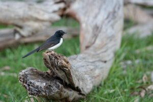 Urban salsa music pioneer Willie Colón remembered at New York funeral – Audacy