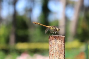 Brilliant Lady is arriving with a shipload of new entertainment options. – Virgin Voyages