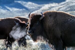 Home on the Range No More: Trump Wants Bison Gone – The New York Times