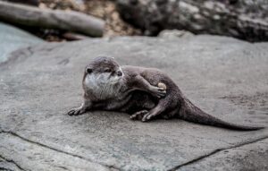 Otter spotted for first time in 100 years in New York City’s Bronx River – The Guardian