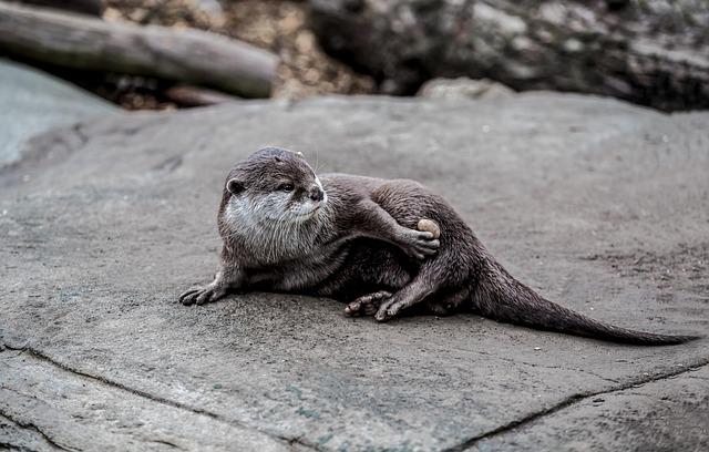 Otters Make a Triumphant Comeback to New York City’s Bronx River After a Century Away Otter spotted for first time in 100 years in New York City’s Bronx River – The Guardian