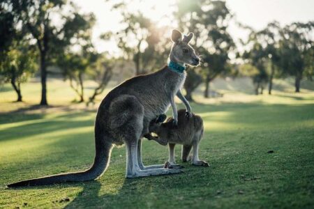 Aussie pop star gets huge US honour – News.com.au