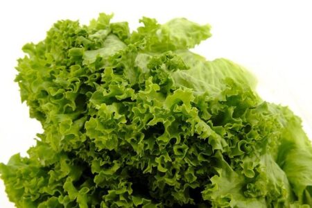 Taylor Farms and Sysco Pull Iceberg Lettuce from Central Mexico Following US Parasite Outbreak Taylor Farms, Sysco pull iceberg lettuce from central Mexico linked to US parasite outbreak – Reuters