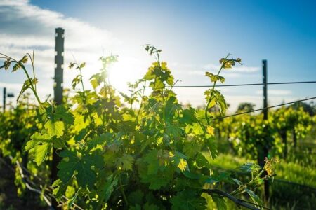 Sales Are So Low, California Wineries Are Burning Their Vineyards – The New York Times