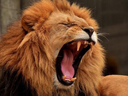 ‘Most-wanted’ fugitive in ‘Lion King’ boat rape nabbed off NY, NJ after 20 years on run – NBC 4 New York