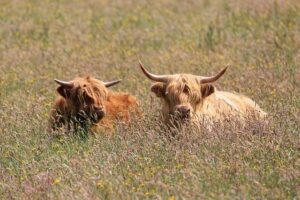 N.Y. beef producers respond to Trump Administration’s decision to import beef – Spectrum News