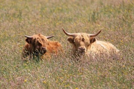 N.Y. beef producers respond to Trump Administration’s decision to import beef – Spectrum News